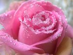 Sweet pink rose