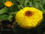 calendula