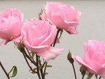 pink roses