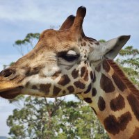Giraffe head at Mogo zoo
