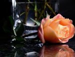 Beautiful  rose