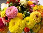 Ranunculus