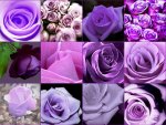 Purple  roses