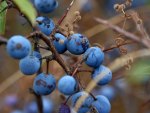Blueberry Bush