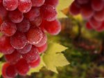 Vine Ripened Red Grapes