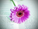 flower on the book