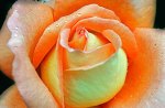 orange rose