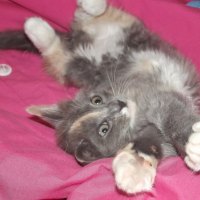 Stretched-out-kitty!