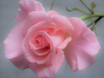 *** Beautiful soft rose ***
