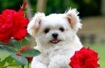 Puppy who loves  roses