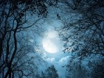 glorious moon thru the trees