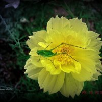 Green Little Fella on Yellow Flower
