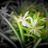 Grass Flower