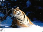 tiger in snow
