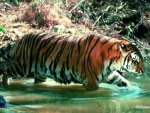 tiger in water