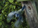 Blue Jay starting out of his Birdhouse 