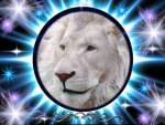 white lion