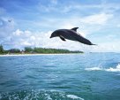 jumping dolphin