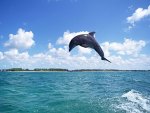 dolphin fly free