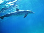 spotted dolphin