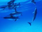 pod of dolphins