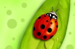 Lady Bug
