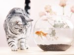 Cat and Goldfish
