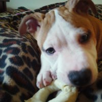 Lucky chewing on his bone