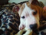 Lucky chewing on his bone