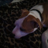 Lucky laying on a cheetah print blanket