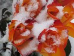 Tangerine Snow