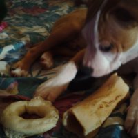 Lucky with two bones