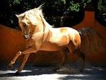 Palomino Andalusian