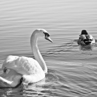 Swan and Duck