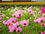 Pink Cosmos