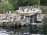 Penguins At Chester Zoo
