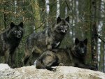 Black Wolves