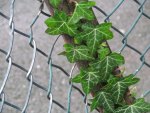 Climbing Ivy