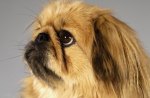 Pekingese gizmo