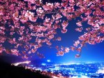 Cherry Blossom Tree