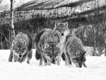 Black And White Wolf Pack