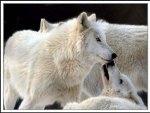 Wonderful Love Of Wolves