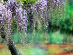 Wisteria of elegance