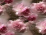Pink Roses