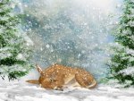 Winter Sleeping Fawn