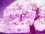 Anime Cherry Blossom