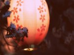 Japanese Lantern