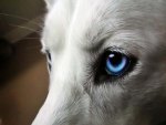 Blue Eyed Wolf