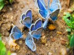 A Gathering Of Butterflies