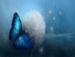 Butterfly Dreams